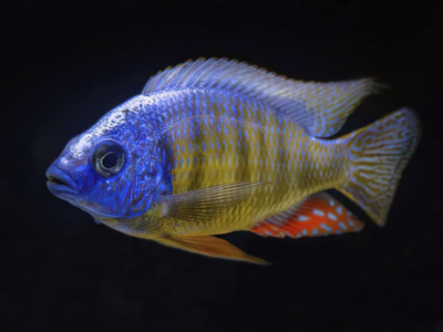 Протомелас Тайвань Риф